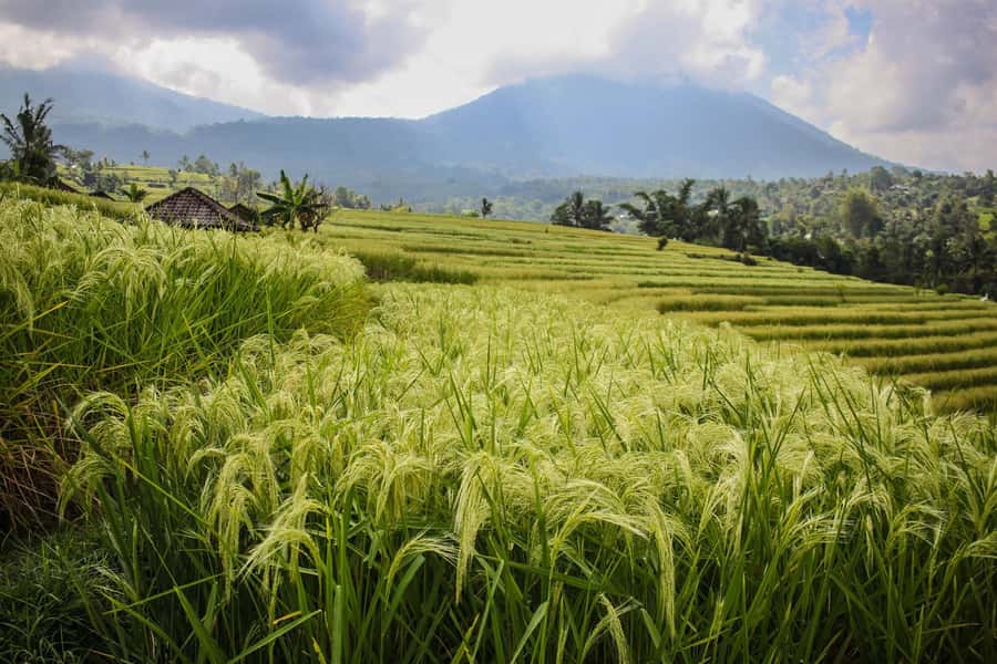 West Bali: Jatiluwih Rice Terrace and Tanah Lot Sunset Tour - Leke Leke Waterfall: A Short Walk to a Hidden Feel