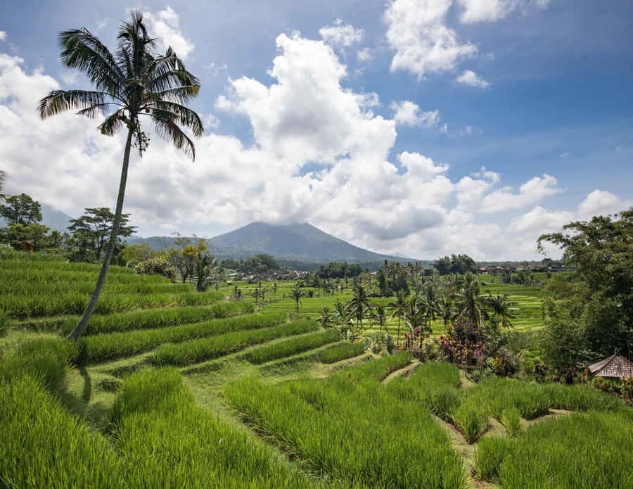 West Bali: Jatiluwih Rice Terrace and Tanah Lot Sunset Tour - Jatiluwih Rice Terrace Trek: Big Views, Slower Steps, Farmer Connections