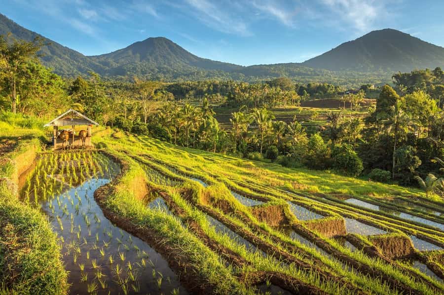 West Bali: Jatiluwih Rice Terrace and Tanah Lot Sunset Tour - Batukaru Temple: The Cool Forest Break on Mount Batukaru’s Slopes