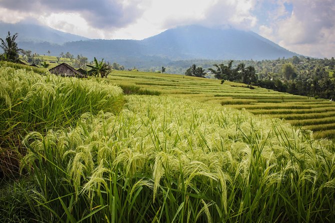 West Bali Tour: Taman Ayun, Ulun Danu Beratan, Jatiluwih Rice Terrace, Tanah Lot - Leke Leke Waterfall: When A Waterfall Needs The Right Expectations