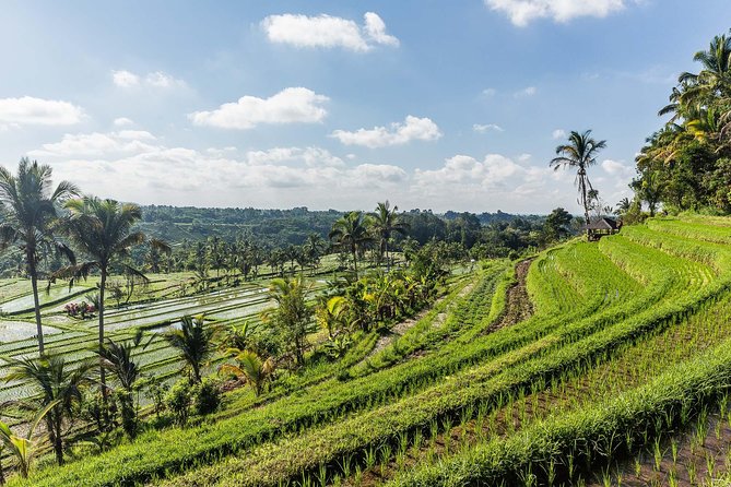 West Bali Tour: Taman Ayun, Ulun Danu Beratan, Jatiluwih Rice Terrace, Tanah Lot - Jatiluwih Rice Terraces: Peaceful Walking With Meaning In The Name
