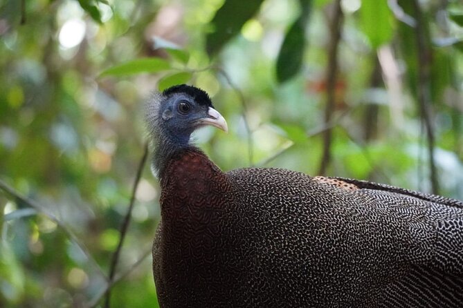 Wonderful 2Days 1Night Bukit Lawang Jungle Trekking Free Rafting - Key highlights at a glance
