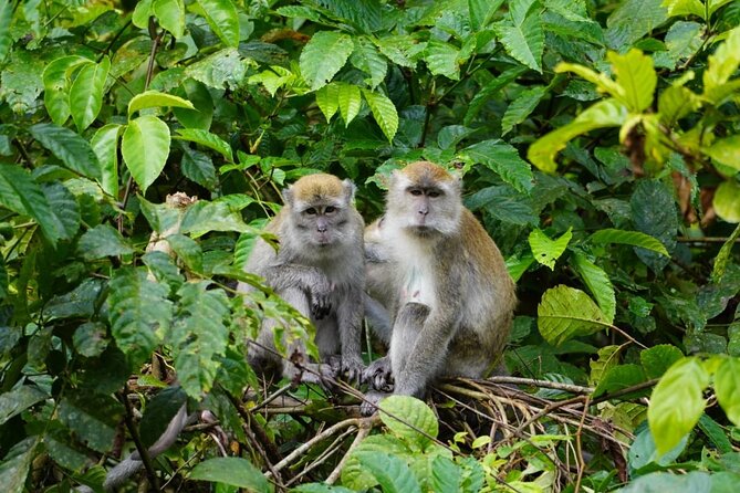 Wonderful 2Days 1Night Bukit Lawang Jungle Trekking Free Rafting - What’s included (and what you must bring) for real value