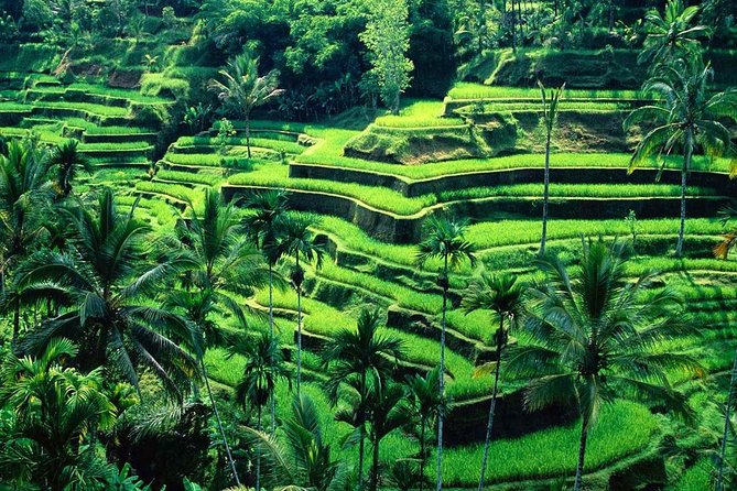 Wonderful Of Ubud Tours - Tegalalang Rice Terrace in one hour: great views, limited time, and lots of stairs