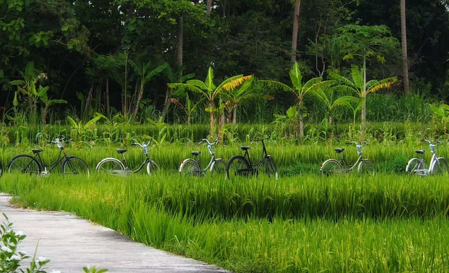 Yogyakarta: Countryside Village Cycling Tour With Guide - Pedaling Through Working Farms With Rice, Corn, Chilli, Peanuts, and Sugarcane