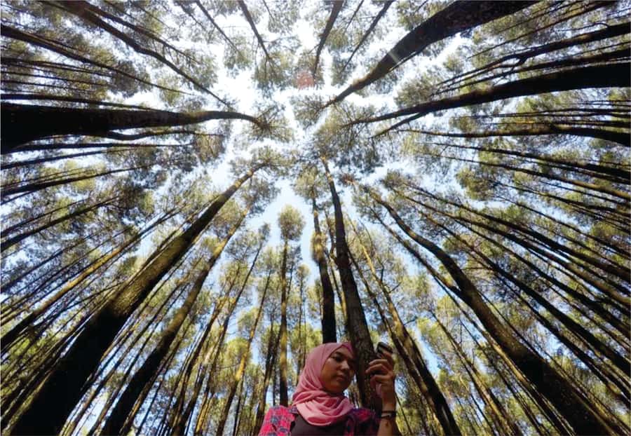 Yogyakarta: Jurang Tembelan, Pine Forest, and Timang Beach - Price and Value: What $65 Covers, and What You Pay Extra
