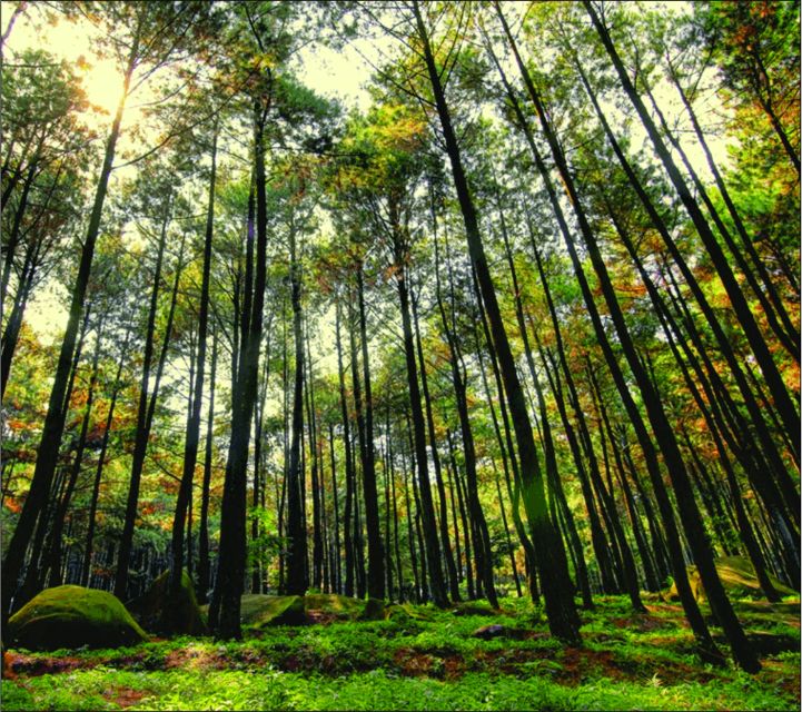 Yogyakarta: Jurang Tembelan, Pine Forest, and Timang Beach - Small Group, English Guide, and Photo Help That Actually Helps