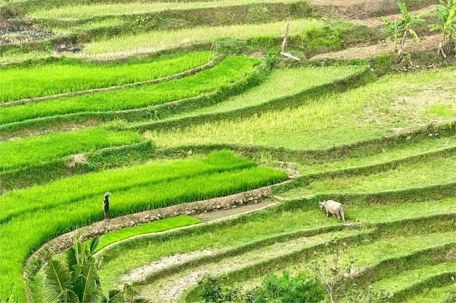 Yogyakarta: Selogriyo Temple, Rice Terraces & Waterfall Tour - Selogriyo Temple walk: rice terraces, real farms, and the scenery you earn