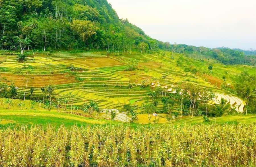 Yogyakarta: Selogriyo Temple Tour & Java Rice Terrace Trek - Why Selogriyo feels calmer than the usual Java day trips