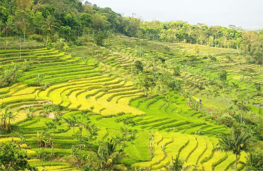 Yogyakarta: Selogriyo Temple Tour & Java Rice Terrace Trek - The 6-hour flow: pickup, drive, temple walk, trek, and back to Jogja