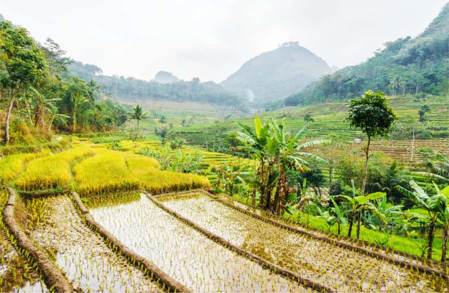 Yogyakarta: Selogriyo Temple Tour & Java Rice Terrace Trek - Rice terrace trek: what you will actually see (and why your guide matters)