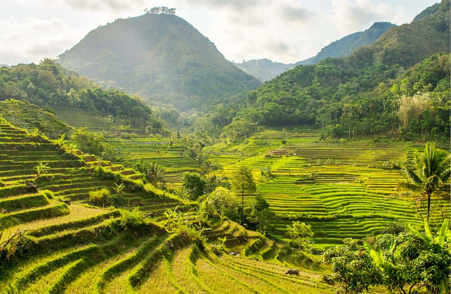 Yogyakarta: Selogriyo Temple Tour & Java Rice Terrace Trek - Selogriyo Temple: small Hindu site, strong focus on meaning